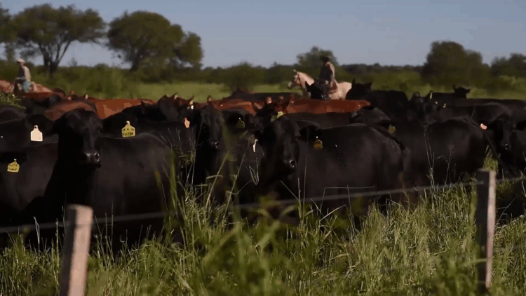 Remate de Inversora Juramento: genética y carne de calidad para el norte argentino