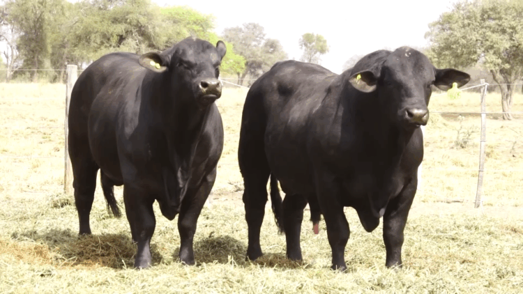 Dr. Roberto Moreira: “Buscamos producir animales adaptados a climas extremos”